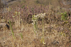 Conyza stricta